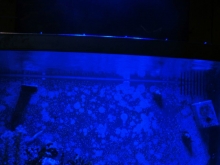 StarkLED blunova #7 Blue LEDs Only